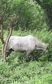 اسب نریان سال ۶ به ۷