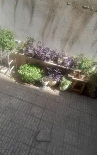 گل طبیعی