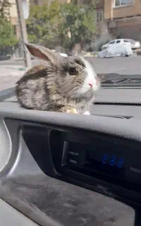 خرگوش