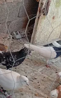 کفتر دم سفید