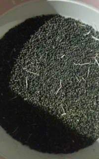 بذربامیه اصل هندی