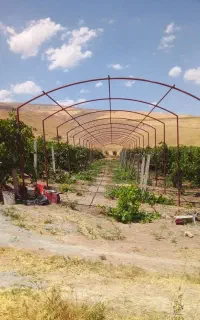 جوشکاری وسبک سازی سایبان و قیمه انگوروخرده کاری