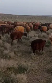 چوپان اتباع