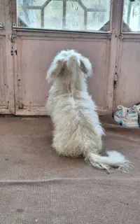 سگ باهوش تمیز
