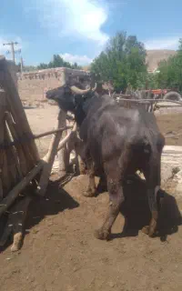 فروش گاومیش