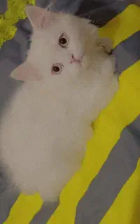 گربه