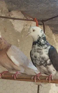 کفتر