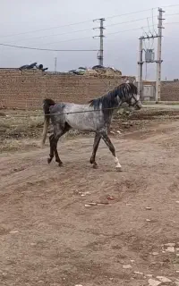 اسب کرد نریان ۳ ساله