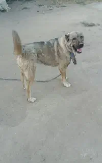 ماده