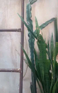 کاکتوس طبیعی