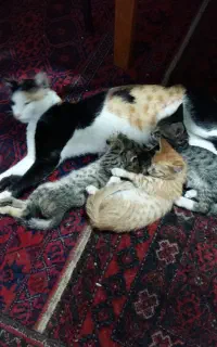 واگذاری گربه