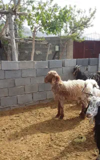 کوهه قوچ داشتیی راس