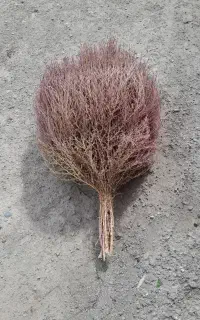 جارو درجه یک بزرگ