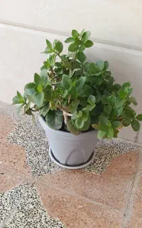 گل کالانگوئه
