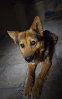 گمشده