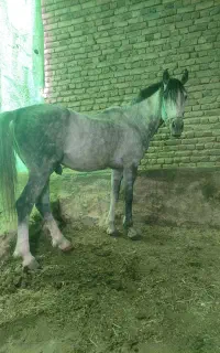 اسب کوردی