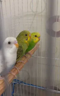 ۳تا مرغ عشق جوان
