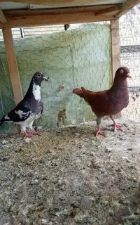 کفتر یا کبوتر