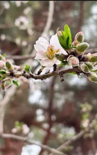 باغبانی،درخت بری،هرس کاری،