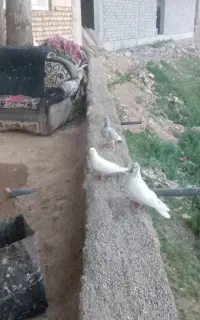 کفتر  پرشی