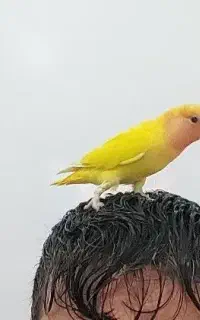 گمشده طوطی برزیلی زرد