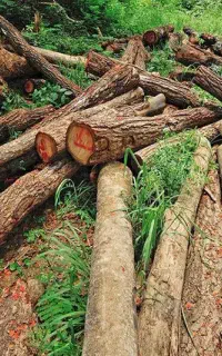 قطع درخت خرید چوب