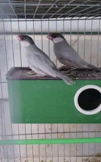 فنج نرگسی