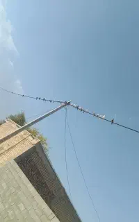 کفترهوای بشرت  گره هم هستند