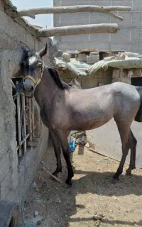 کره اسب نریان و مادیان کورد
