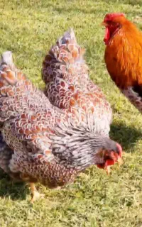 ویاندوت بلورد ورورک لاکنولدر و برهما بلک متلد مولد