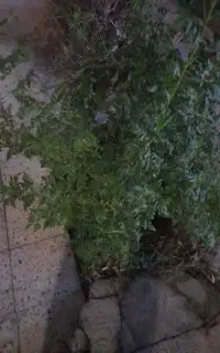 خدمات