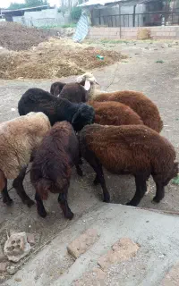 بره