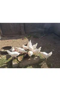 مرغ تخمی دو عدد