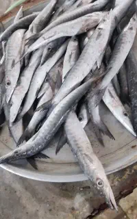 ماهی کت . یا چنگو