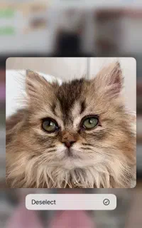 بچه گربه بریتیش لانگ هیر