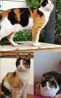 گم شده