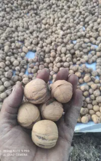 گردو دالاهو