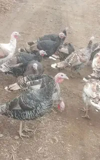 بوقلمون