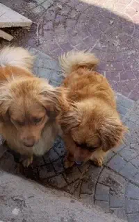سگ پا کوتاه