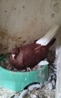 پرنده
