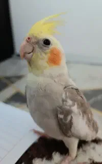 عروس هلندی گم شده صبح جمعه