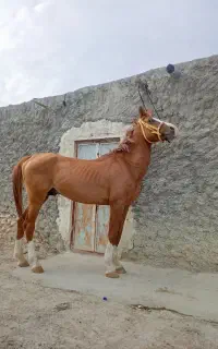 نریان‌درشور