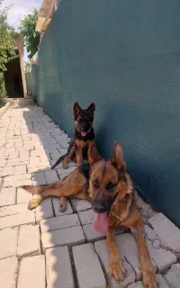 سگ ژرمن همراه توله