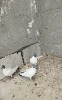 گوباش