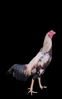 جوجه لاری افغان
