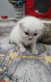 گربه بریتیش نر و ماده تغذیه شده با شیر مادر