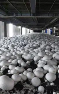 استخدام ویزیتور حرفه ای قارچ
