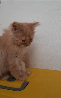 پرشین کلاسیک سه ماه