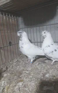 کبوتر پرشی