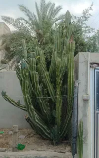 کاکتوس